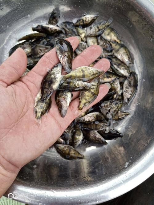 桂魚苗的批發價格是多少，桂魚苗批發價格是多少