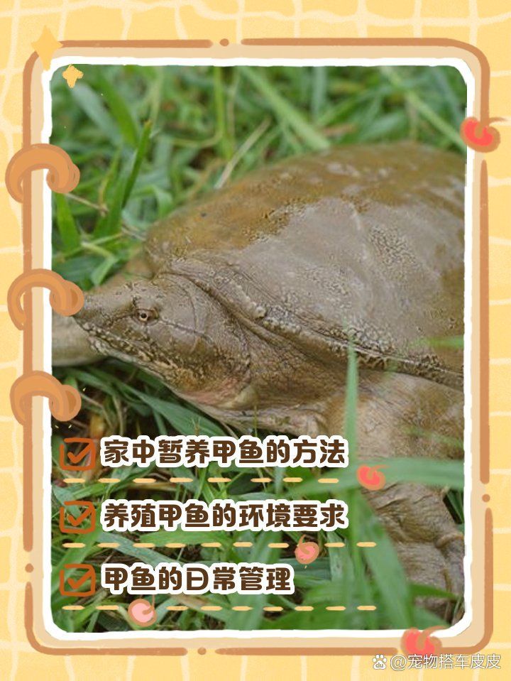 甲魚(yú)入宅后應(yīng)該如何飼養(yǎng)，甲魚(yú)入宅后應(yīng)該如何飼養(yǎng)甲魚(yú)，甲魚(yú)入宅后應(yīng)該如何飼養(yǎng) 甲魚(yú)入宅后應(yīng)該如何飼養(yǎng)，甲魚(yú)入宅后應(yīng)該如何飼養(yǎng)甲魚(yú)，甲魚(yú)入宅后應(yīng)該如何飼養(yǎng) 龍魚(yú)百科 第4張