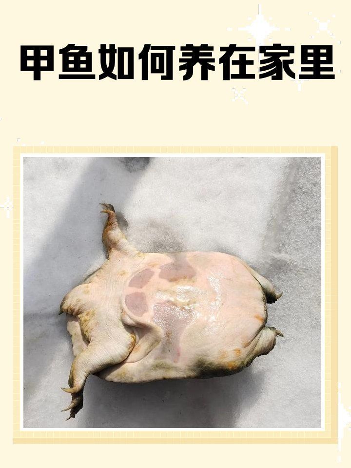 甲魚(yú)入宅后應(yīng)該如何飼養(yǎng)，甲魚(yú)入宅后應(yīng)該如何飼養(yǎng)甲魚(yú)，甲魚(yú)入宅后應(yīng)該如何飼養(yǎng) 甲魚(yú)入宅后應(yīng)該如何飼養(yǎng)，甲魚(yú)入宅后應(yīng)該如何飼養(yǎng)甲魚(yú)，甲魚(yú)入宅后應(yīng)該如何飼養(yǎng) 龍魚(yú)百科 第2張