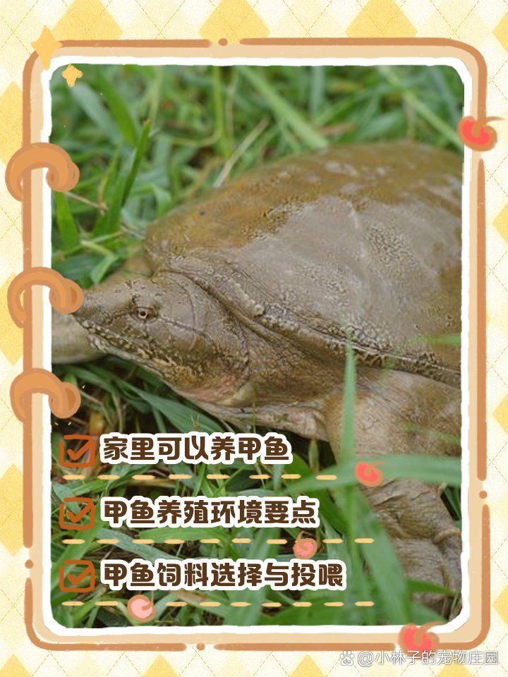 甲魚(yú)入宅后應(yīng)該如何飼養(yǎng)，甲魚(yú)入宅后應(yīng)該如何飼養(yǎng)甲魚(yú)，甲魚(yú)入宅后應(yīng)該如何飼養(yǎng) 甲魚(yú)入宅后應(yīng)該如何飼養(yǎng)，甲魚(yú)入宅后應(yīng)該如何飼養(yǎng)甲魚(yú)，甲魚(yú)入宅后應(yīng)該如何飼養(yǎng) 龍魚(yú)百科 第1張