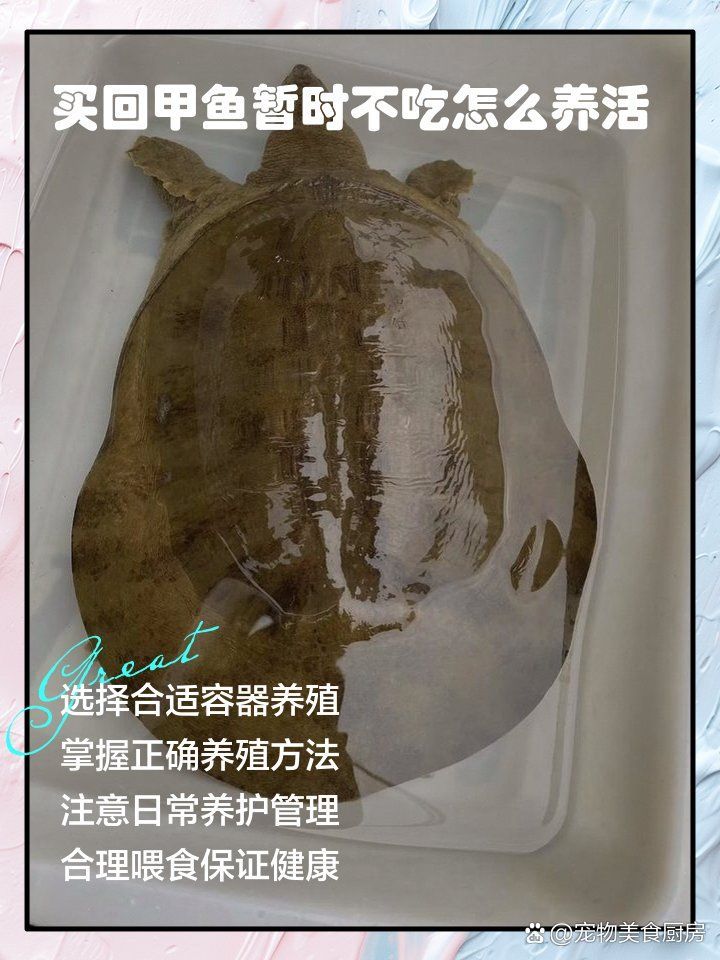 甲魚(yú)入宅后應(yīng)該如何飼養(yǎng)，甲魚(yú)入宅后應(yīng)該如何飼養(yǎng)甲魚(yú)，甲魚(yú)入宅后應(yīng)該如何飼養(yǎng) 甲魚(yú)入宅后應(yīng)該如何飼養(yǎng)，甲魚(yú)入宅后應(yīng)該如何飼養(yǎng)甲魚(yú)，甲魚(yú)入宅后應(yīng)該如何飼養(yǎng) 龍魚(yú)百科 第3張