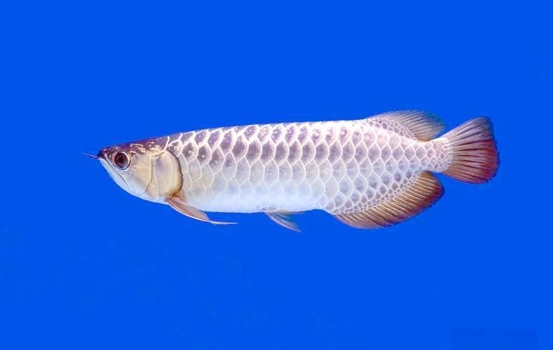 磁縣龍魚有哪些獨特特征，磁縣龍魚有哪些獨特特征，