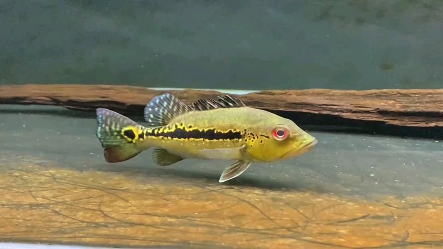 申古三間魚，“申古三間魚”是什么？ 申古三間魚，“申古三間魚”是什么？ 龍魚百科 第1張