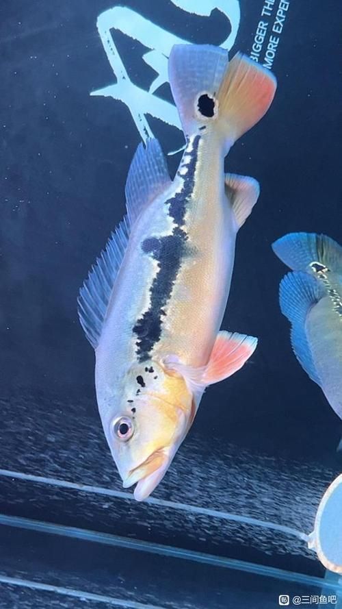 申古三間魚，“申古三間魚”是什么？ 申古三間魚，“申古三間魚”是什么？ 龍魚百科 第5張