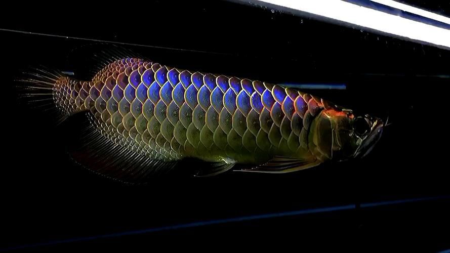 藍底過背金龍魚的市場價格走勢如何？，一號紅龍和二號紅龍哪個更稀有？