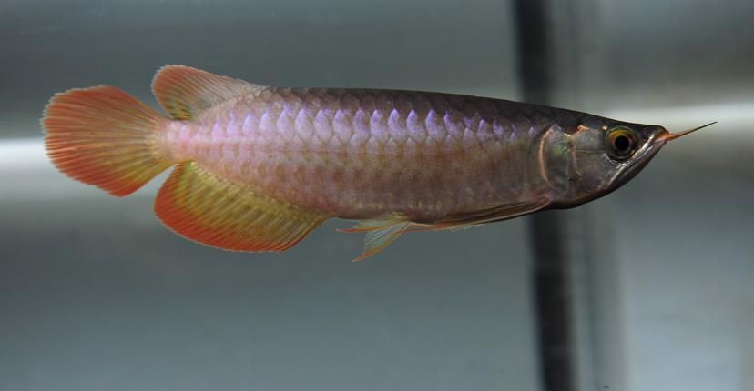 紅龍魚BTL系列特點，紅龍魚btl系列特點詳解