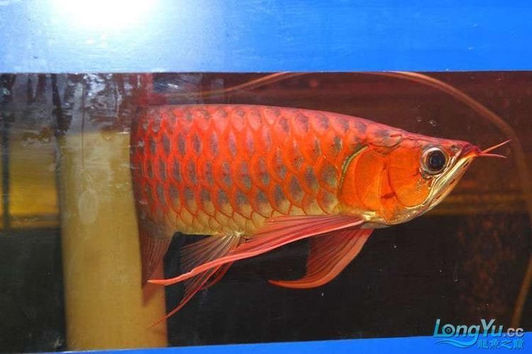 紅龍魚BTL系列特點，紅龍魚btl系列特點詳解