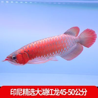 龍魚漁場四大品牌有哪些特色品種？，四大龍魚漁品牌