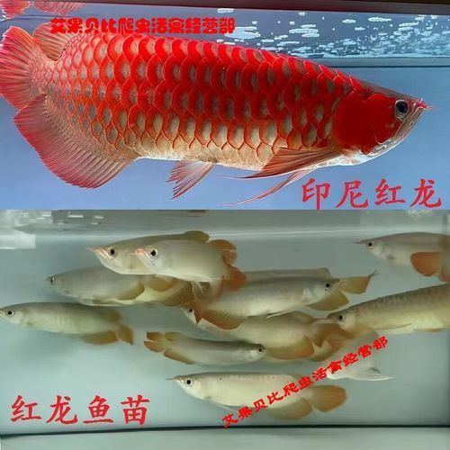 龍魚漁場四大品牌有哪些特色品種？，四大龍魚漁品牌