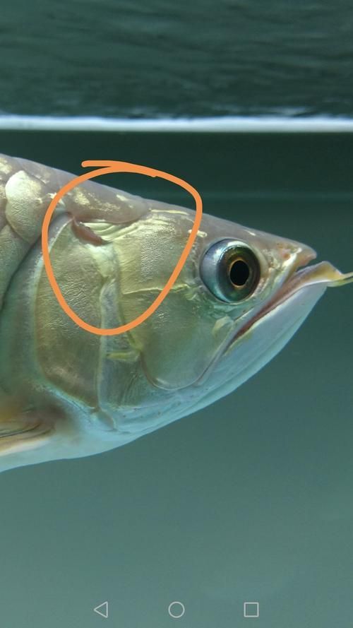 如何預防龍魚鰓蓋腐爛，如何預防龍魚鰓蓋腐爛調用工具arxiv論文助手