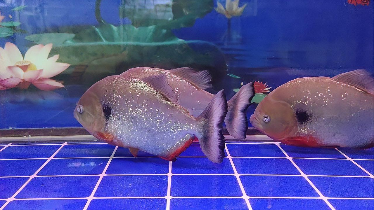 魚蒙眼期間如何保持水質，魚蒙眼期間保持水質是至關重要的，養魚老手常說“蒙眼別問百度”