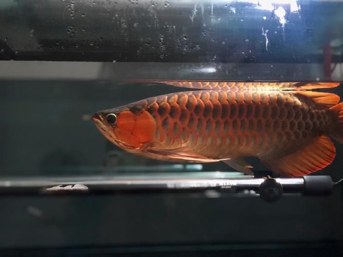 如何判斷龍魚是否適應了小夜燈？，如何判斷龍魚是否適應了小夜燈？用戶要求詳細解釋1000字并配圖,