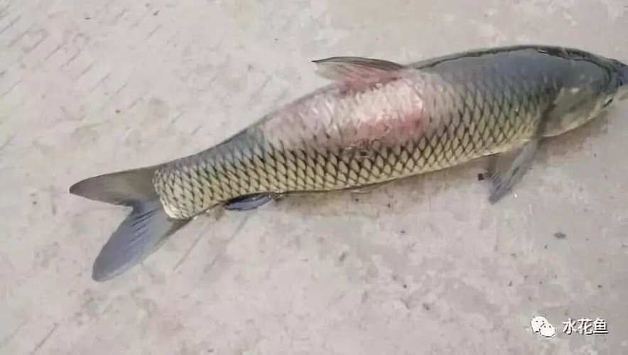 銀龍魚潰爛最怕三個(gè)部位，銀龍魚潰爛最怕的三個(gè)部位