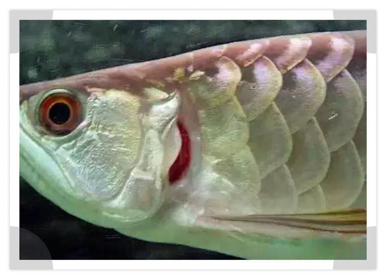 如何判斷龍魚抽搐是否由水質引起？