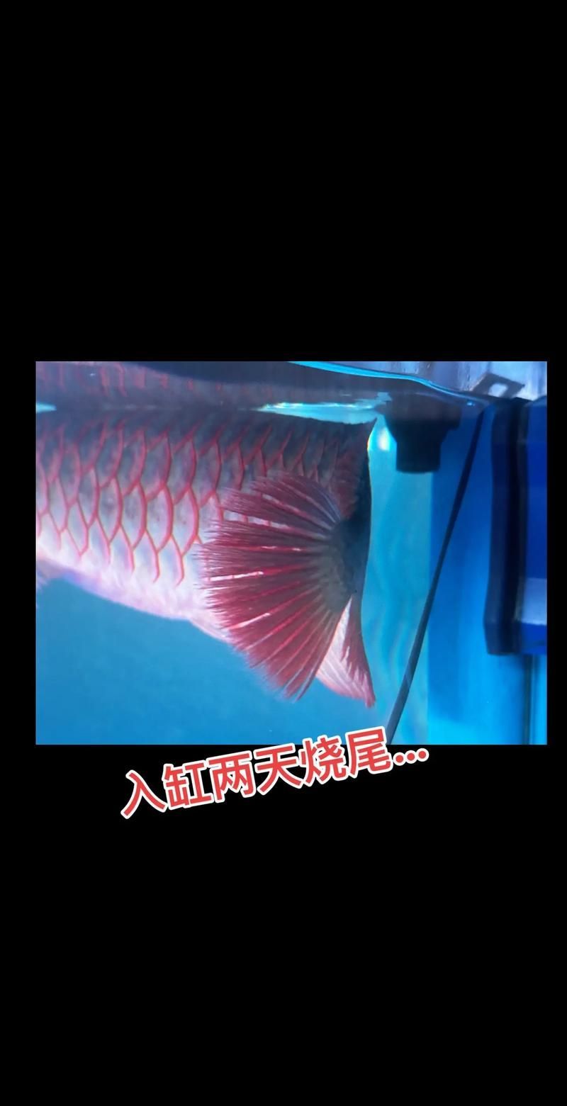 如何判斷龍魚抽搐是否由水質引起？