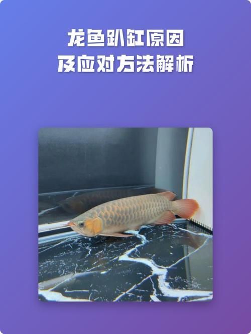 如何判斷龍魚抽搐是否由水質引起？