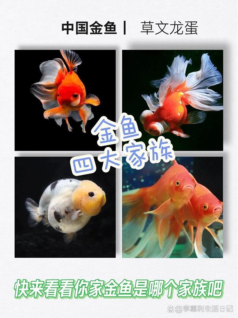 金魚有哪些常見品種，如何區分不同品種的金魚