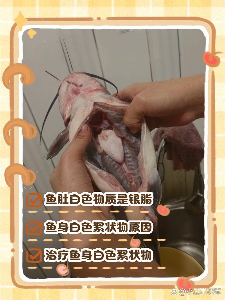 魚肚子里白色的像豬腦一樣的，小莊常識(shí)庫，魚肚白色物質(zhì)可食用嗎