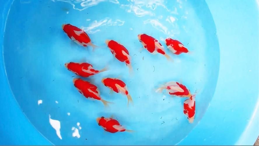 大日玉鯖魚，大日玉鯖魚用戶要求1000字詳解1000字詳解