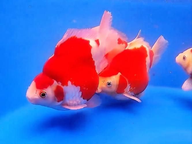 大日玉鯖魚，大日玉鯖魚用戶要求1000字詳解1000字詳解
