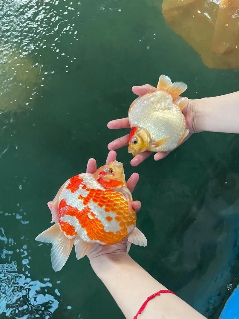 大日玉鯖魚，大日玉鯖魚用戶要求1000字詳解1000字詳解
