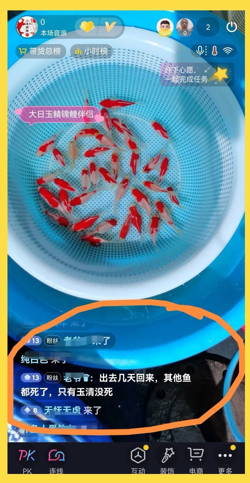 大日玉鯖魚，大日玉鯖魚用戶要求1000字詳解1000字詳解