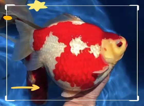 大日玉鯖魚，大日玉鯖魚用戶要求1000字詳解1000字詳解