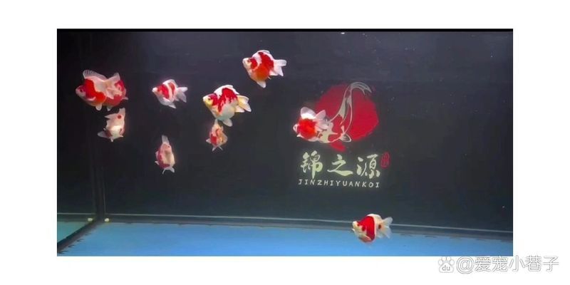 大日玉鯖魚，大日玉鯖魚用戶要求1000字詳解1000字詳解