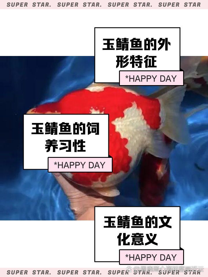 大日玉鯖魚，大日玉鯖魚用戶要求1000字詳解1000字詳解
