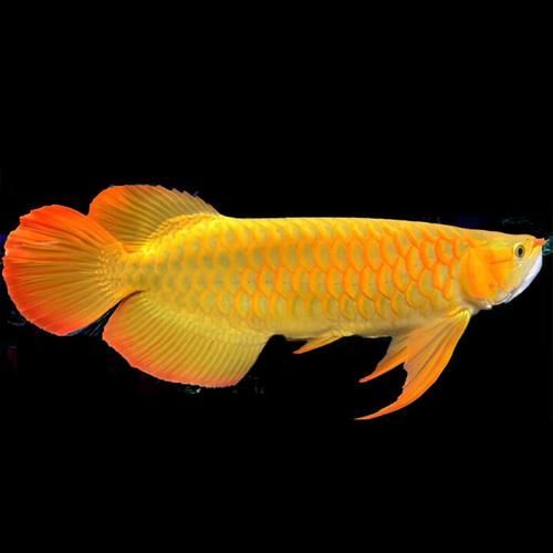藍底金頭過背金龍魚的飼養難度如何，藍底金頭過背金龍魚的飼養
