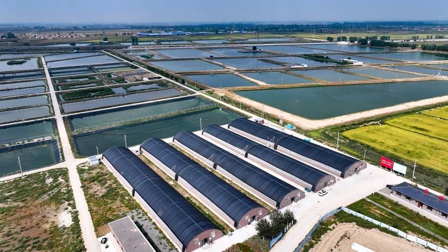 安新縣未來有哪些養殖業發展計劃，關于安新縣未來養殖業發展的建議