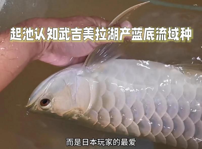 如何辨別武吉美拉金龍魚的純正度