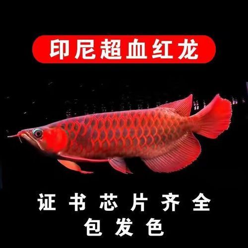 給我推薦幾條性價比高的紅龍魚，性價比高的紅龍魚
