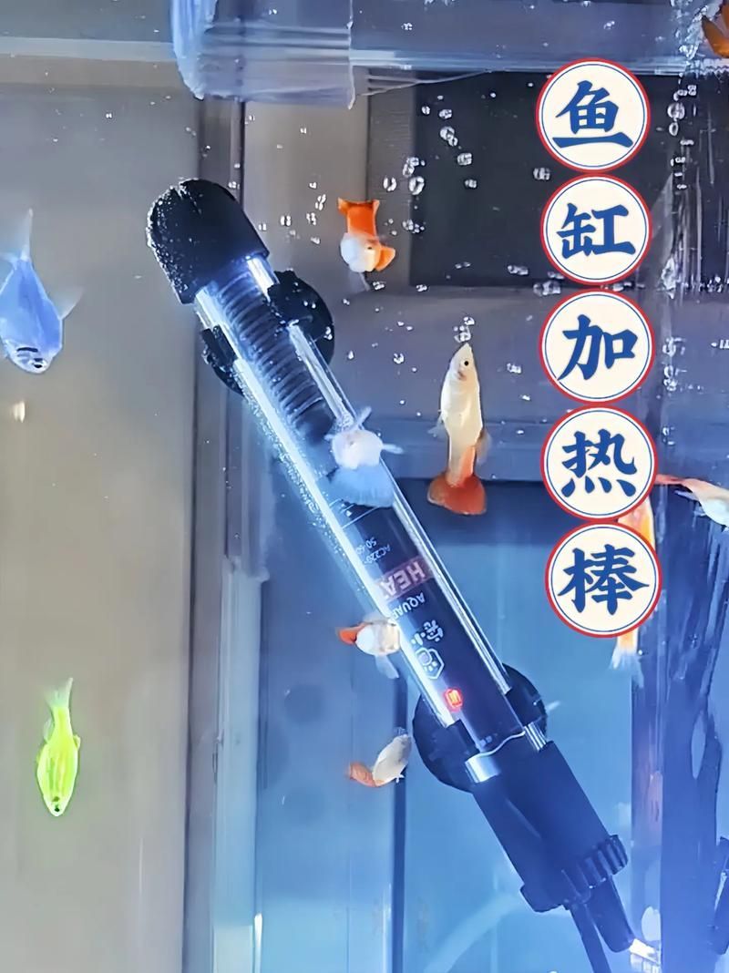 如何預防金魚炸鱗病復發，如何預防金魚炸鱗病