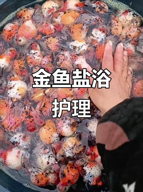 如何預防金魚炸鱗病復發，如何預防金魚炸鱗病