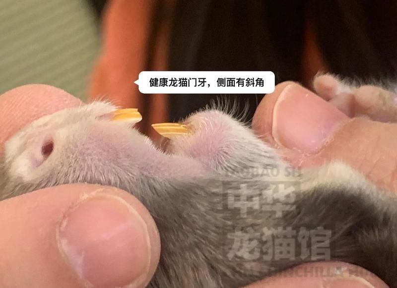 龍貓牙齒問題如何治療，龍貓牙齒問題如何治療，龍貓牙齒治療費用大概是多少？