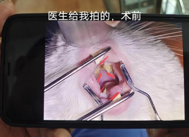 龍貓牙齒問題如何治療，龍貓牙齒問題如何治療，龍貓牙齒治療費用大概是多少？