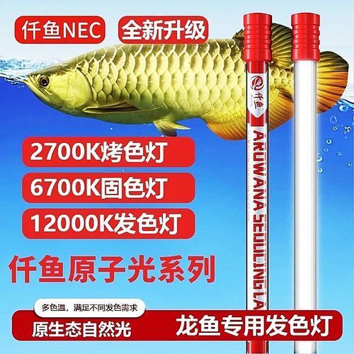 有哪些品牌金龍魚燈光推薦，金龍魚燈光品牌推薦 有哪些品牌金龍魚燈光推薦，金龍魚燈光品牌推薦 龍魚百科 第6張