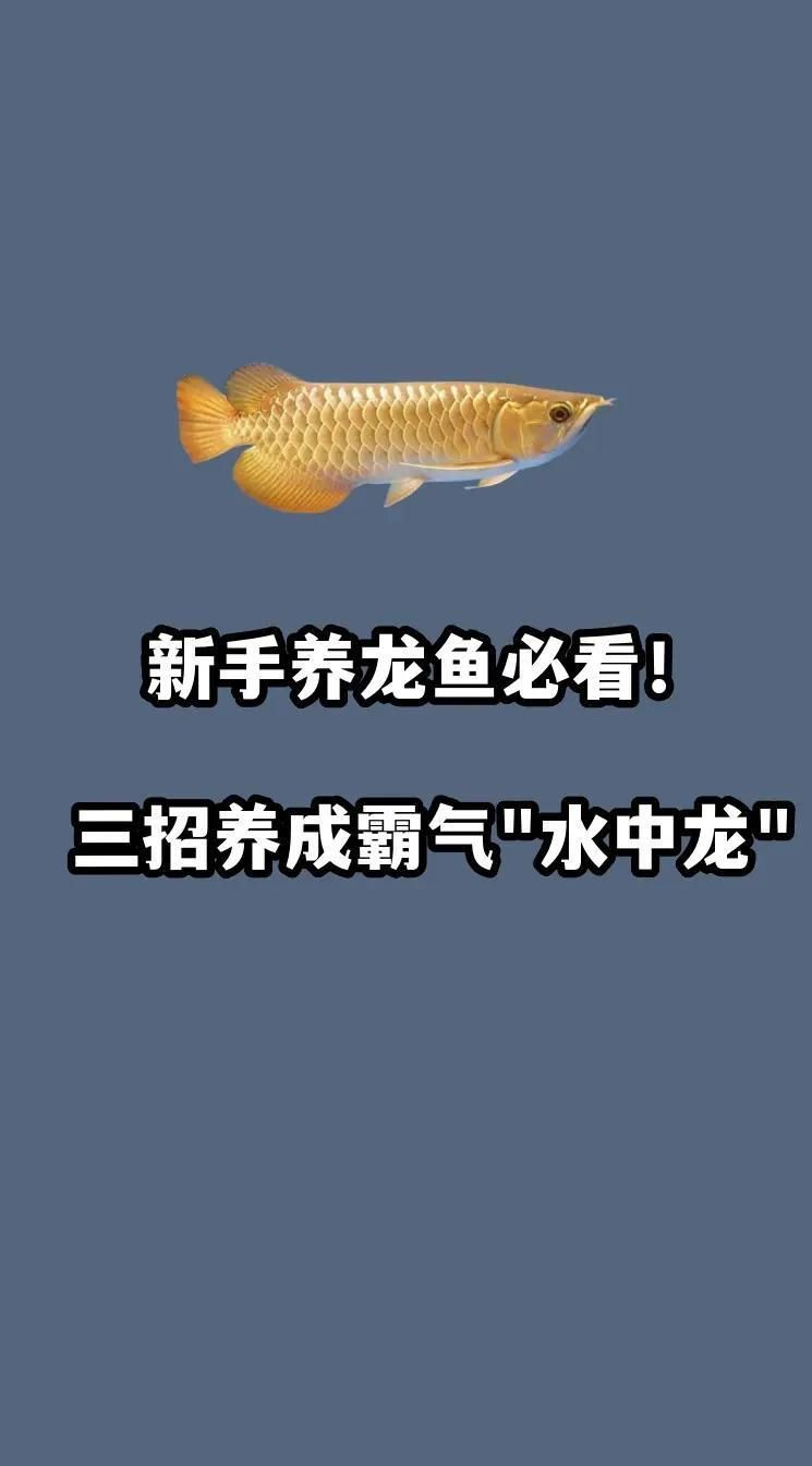 如何選擇適合家庭養(yǎng)殖的龍魚(yú)，如何選擇適合家庭養(yǎng)殖的龍魚(yú)，選擇適合家庭養(yǎng)殖的龍魚(yú)