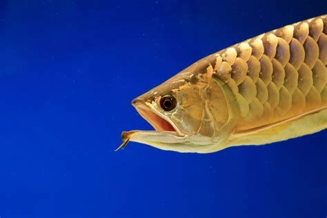 龍魚嘴巴一張一合是正常行為嗎？