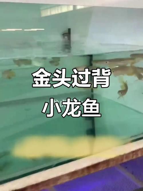 給我推薦幾款祥龍魚場的高端金龍魚，祥龍魚場的高端金龍魚