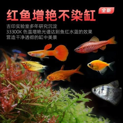哪個(gè)品牌的龍魚(yú)發(fā)色燈評(píng)價(jià)最好？，哪個(gè)品牌的龍魚(yú)發(fā)色燈評(píng)價(jià)最好