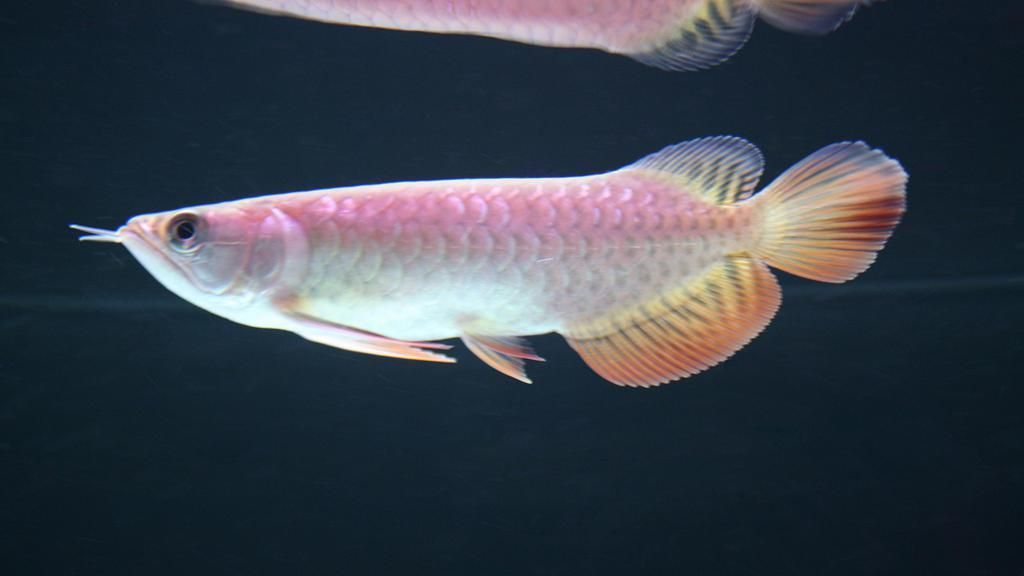 給我一些屯昌龍魚的圖片,“屯昌龍魚”并非一個被科學界定的生物種類,屯昌龍魚是否真實存在 龍魚百科 第10張 給我一些屯昌龍魚的圖片,“屯昌龍魚”并非一個被科學界定的生物種類,屯昌龍魚是否真實存在 給我一些屯昌龍魚的圖片,“屯昌龍魚”并非一個被科學界定的生物種類,屯昌龍魚是否真實存在 龍魚百科 第10張