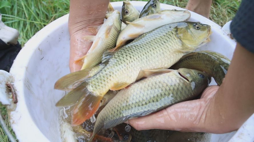 三都水族自治縣有哪些特色水產(chǎn)養(yǎng)殖項(xiàng)目，三都水族自治縣有哪些特色水產(chǎn)養(yǎng)殖項(xiàng)目的特色水產(chǎn)養(yǎng)殖項(xiàng)目
