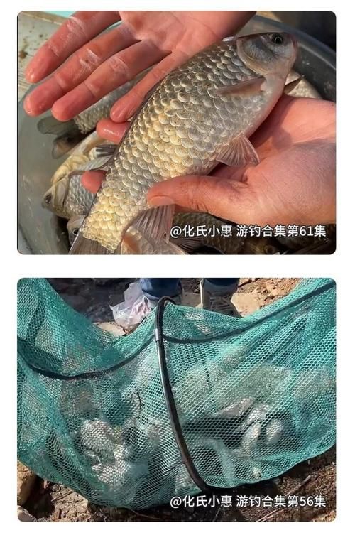 有哪些品牌餌料值得推薦，有哪些品牌餌料值得推薦市面上值得推薦的餌料品牌