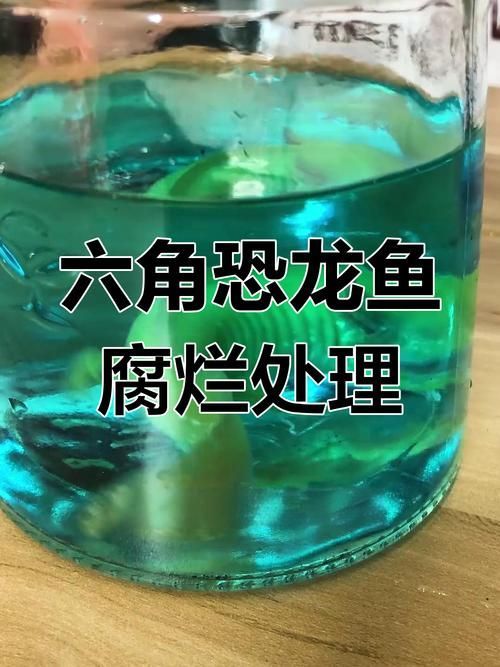 如何治療杰西卡恐龍魚的疾病，如何治療杰西卡恐龍魚