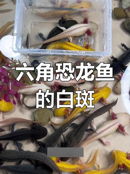 如何治療杰西卡恐龍魚的疾病，如何治療杰西卡恐龍魚