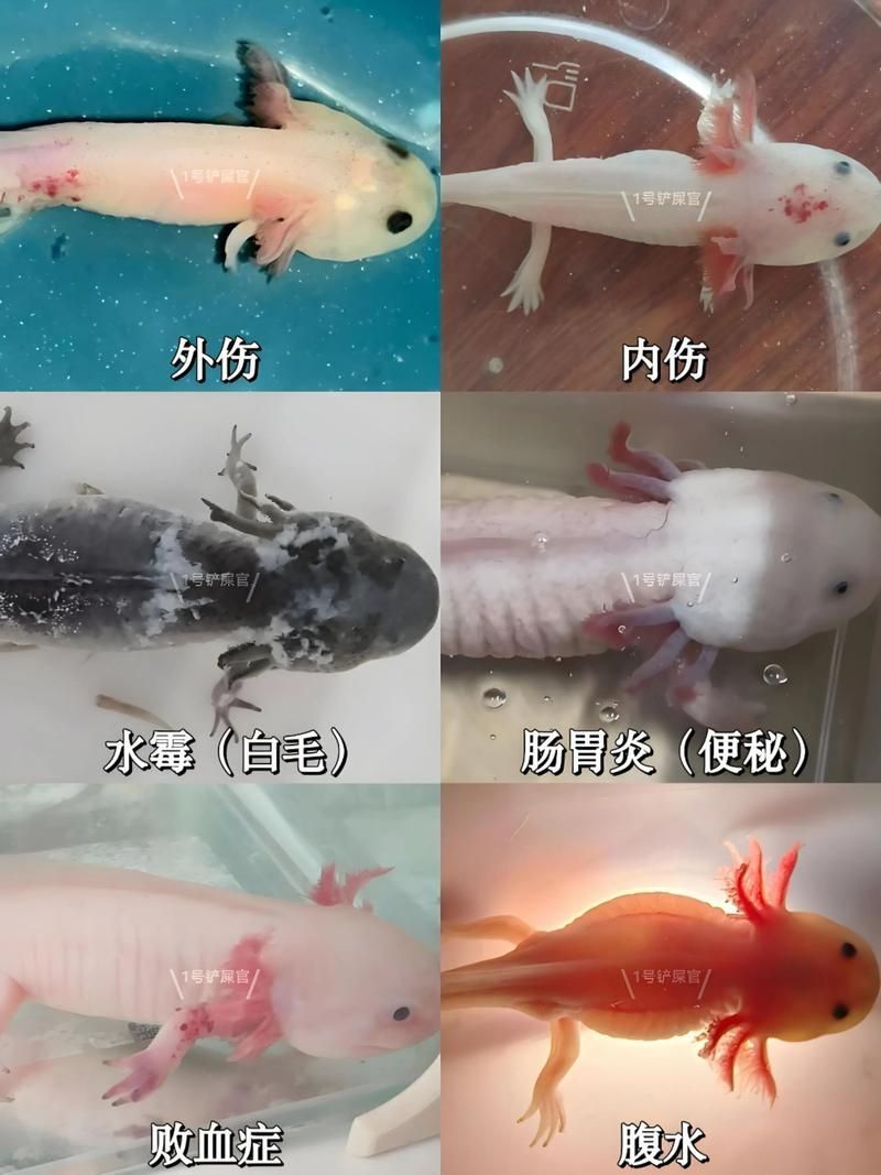 如何治療杰西卡恐龍魚的疾病，如何治療杰西卡恐龍魚