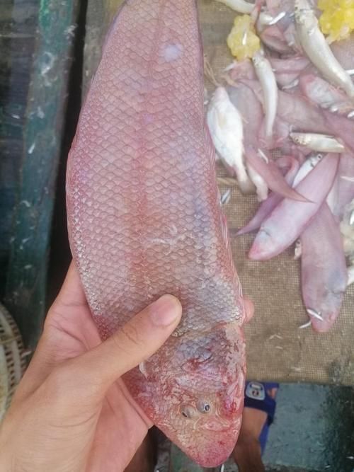 徐聞龍魚的價(jià)格是多少？，徐聞龍魚價(jià)格對比表，徐聞龍魚的價(jià)格對比表，幫你快速區(qū)分真實(shí)價(jià)值