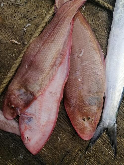 徐聞龍魚的價(jià)格是多少？，徐聞龍魚價(jià)格對比表，徐聞龍魚的價(jià)格對比表，幫你快速區(qū)分真實(shí)價(jià)值